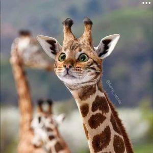 Meet your Posher, Iris